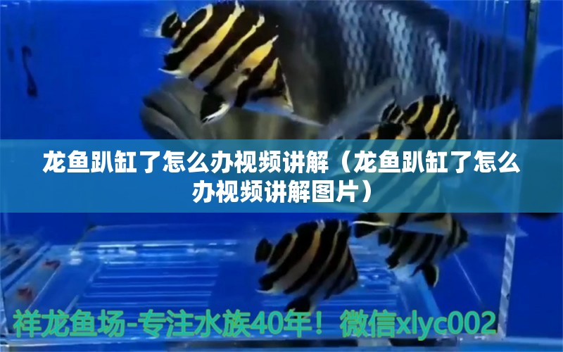 龍魚趴缸了怎么辦視頻講解（龍魚趴缸了怎么辦視頻講解圖片）