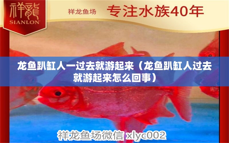 龍魚趴缸人一過去就游起來（龍魚趴缸人過去就游起來怎么回事） 觀賞魚