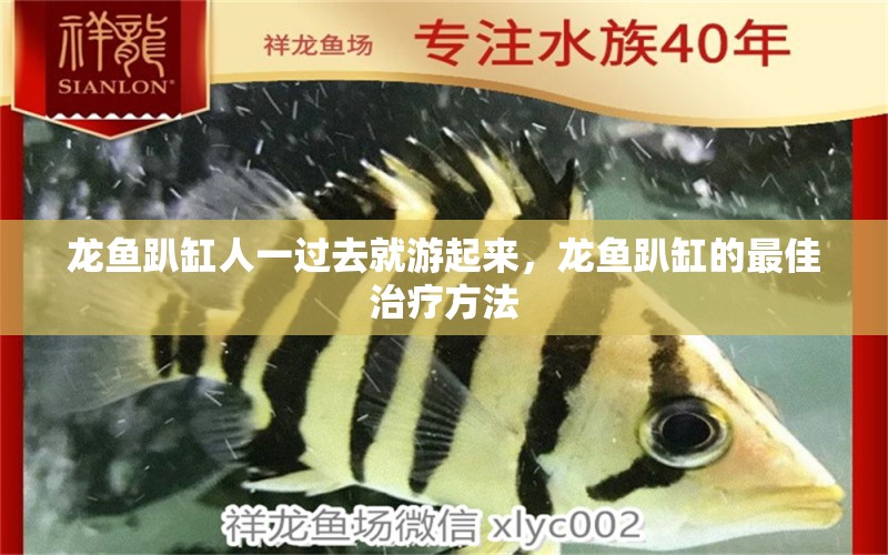 龍魚(yú)趴缸人一過(guò)去就游起來(lái)，龍魚(yú)趴缸的最佳治療方法 森森魚(yú)缸