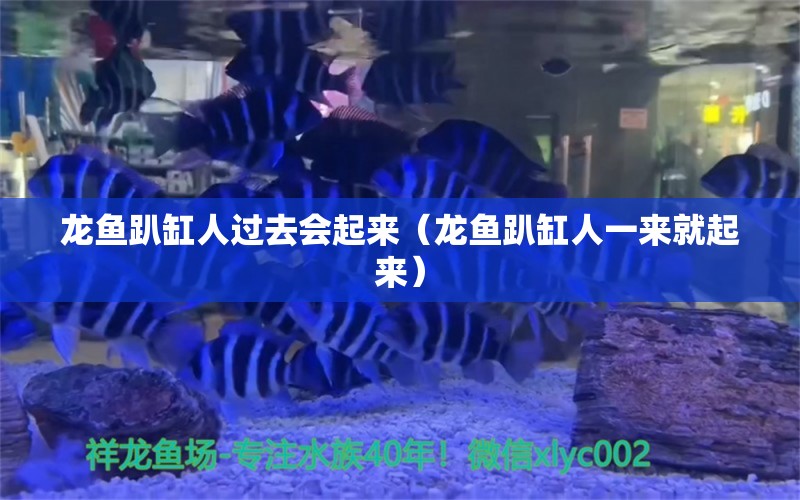 龍魚趴缸人過(guò)去會(huì)起來(lái)（龍魚趴缸人一來(lái)就起來(lái)）