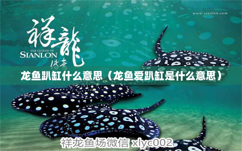 龍魚趴缸什么意思（龍魚愛趴缸是什么意思）