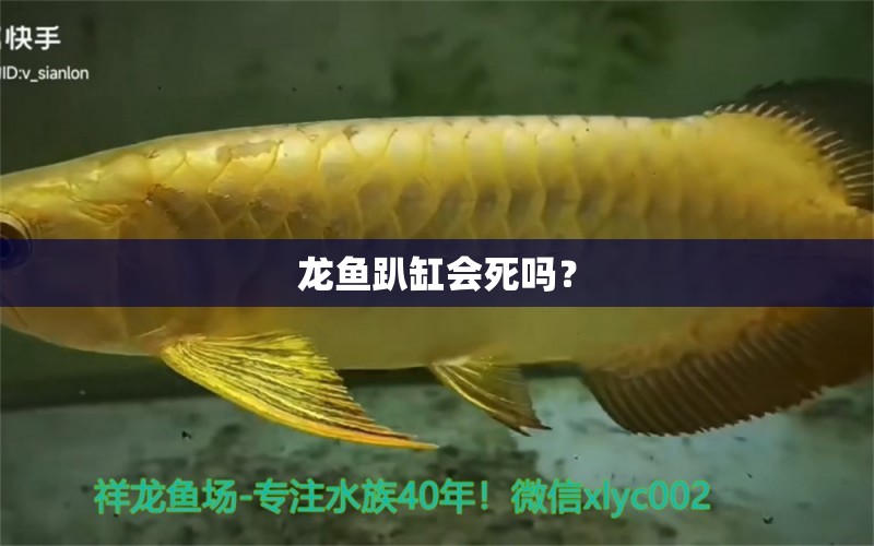 龍魚趴缸會死嗎？ 夢幻雷龍魚