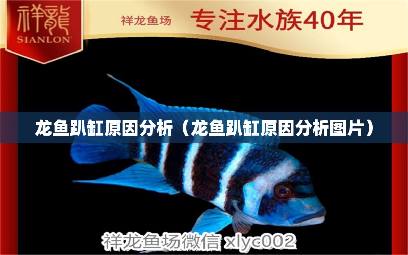 龍魚趴缸原因分析（龍魚趴缸原因分析圖片）