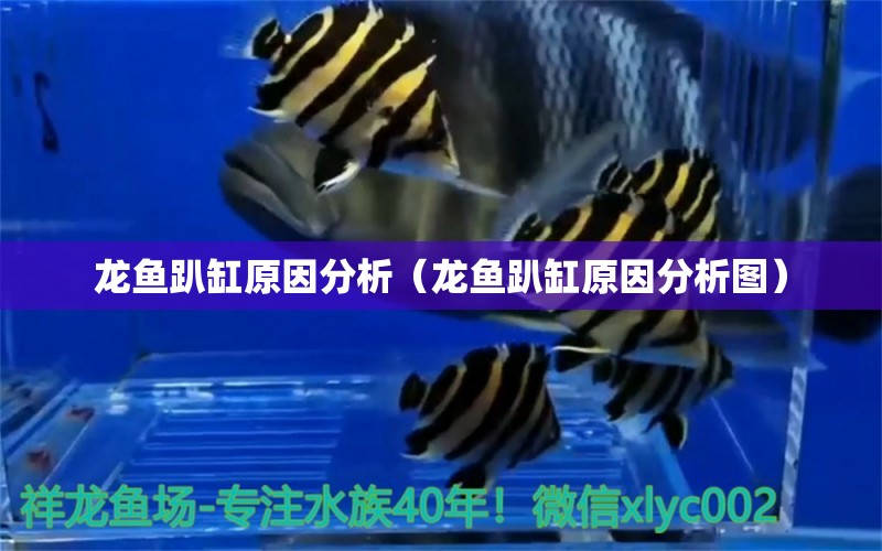 龍魚趴缸原因分析（龍魚趴缸原因分析圖） 廣州龍魚批發(fā)市場(chǎng)