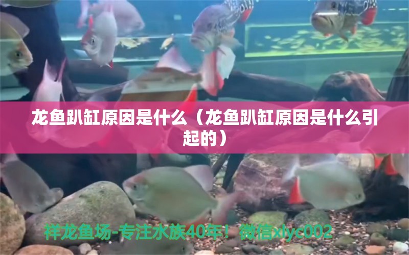 龍魚趴缸原因是什么（龍魚趴缸原因是什么引起的） 廣州龍魚批發(fā)市場