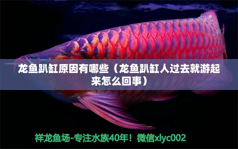 龍魚趴缸原因有哪些（龍魚趴缸人過去就游起來怎么回事）