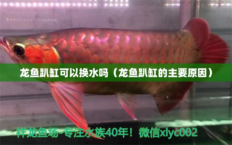 龍魚趴缸可以換水嗎（龍魚趴缸的主要原因）