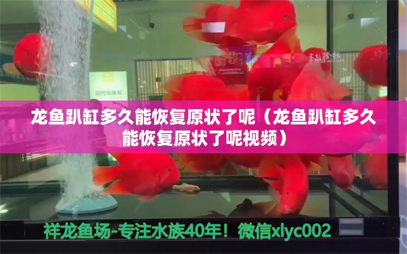 龍魚趴缸多久能恢復原狀了呢（龍魚趴缸多久能恢復原狀了呢視頻）