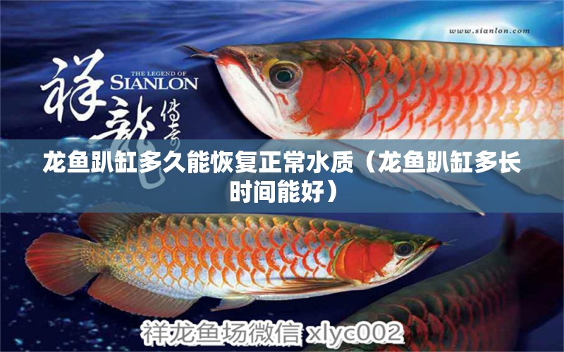 龍魚趴缸多久能恢復正常水質(zhì)（龍魚趴缸多長時間能好） 造景/裝飾