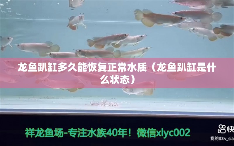 龍魚趴缸多久能恢復(fù)正常水質(zhì)（龍魚趴缸是什么狀態(tài)）