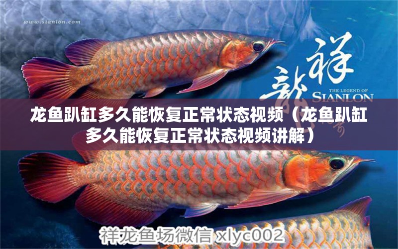 龍魚趴缸多久能恢復(fù)正常狀態(tài)視頻（龍魚趴缸多久能恢復(fù)正常狀態(tài)視頻講解） 廣州龍魚批發(fā)市場