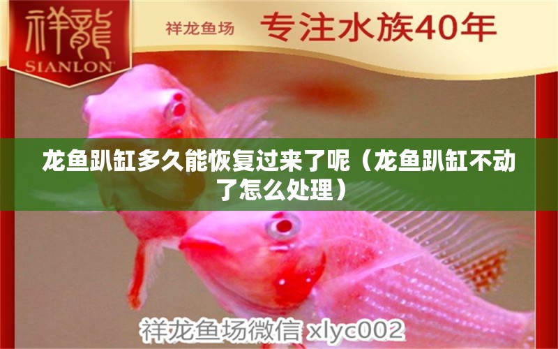 龍魚趴缸多久能恢復過來了呢（龍魚趴缸不動了怎么處理）