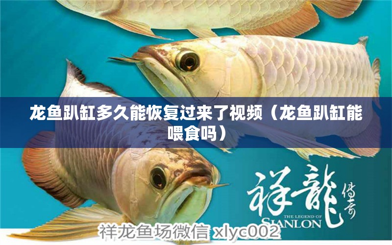 龍魚趴缸多久能恢復(fù)過來了視頻（龍魚趴缸能喂食嗎）