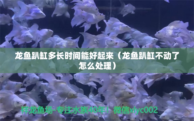 龍魚趴缸多長時間能好起來（龍魚趴缸不動了怎么處理）