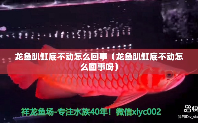 龍魚趴缸底不動怎么回事（龍魚趴缸底不動怎么回事呀） 廣州觀賞魚批發(fā)市場