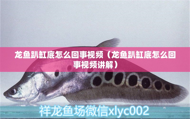 龍魚趴缸底怎么回事視頻（龍魚趴缸底怎么回事視頻講解） 廣州龍魚批發(fā)市場