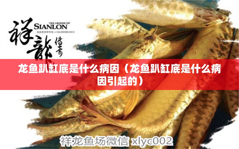 龍魚趴缸底是什么病因（龍魚趴缸底是什么病因引起的）