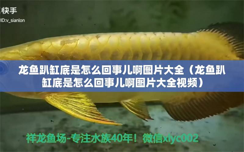 龍魚趴缸底是怎么回事兒啊圖片大全（龍魚趴缸底是怎么回事兒啊圖片大全視頻）