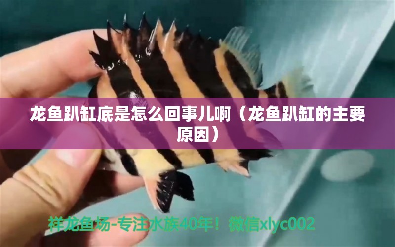 龍魚(yú)趴缸底是怎么回事兒?。堲~(yú)趴缸的主要原因） 觀賞魚(yú)