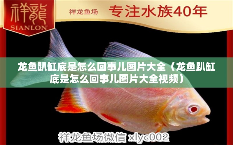 龍魚趴缸底是怎么回事兒圖片大全（龍魚趴缸底是怎么回事兒圖片大全視頻） 廣州龍魚批發(fā)市場