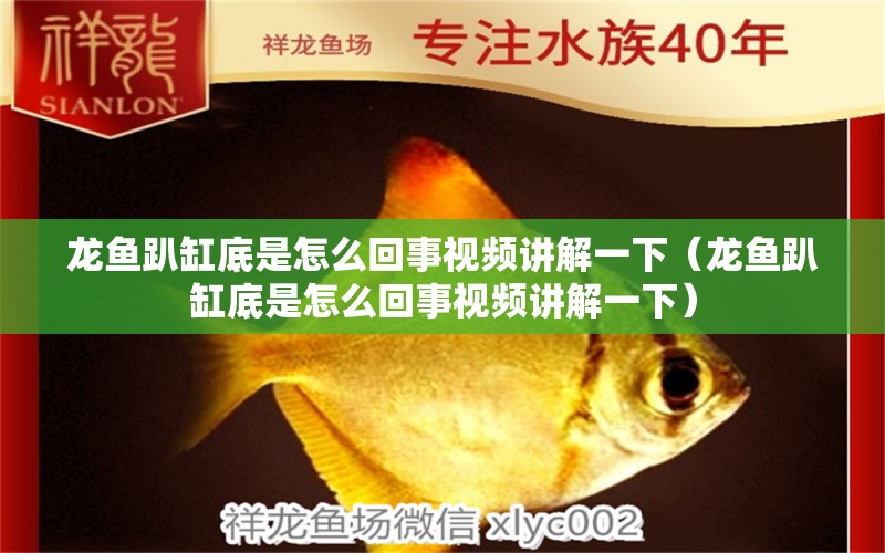 龍魚趴缸底是怎么回事視頻講解一下（龍魚趴缸底是怎么回事視頻講解一下）