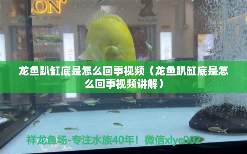 龍魚趴缸底是怎么回事視頻（龍魚趴缸底是怎么回事視頻講解）