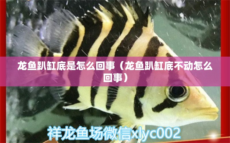 龍魚趴缸底是怎么回事（龍魚趴缸底不動怎么回事）