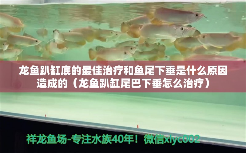 龍魚趴缸底的最佳治療和魚尾下垂是什么原因造成的（龍魚趴缸尾巴下垂怎么治療） 祥龍水族醫(yī)院