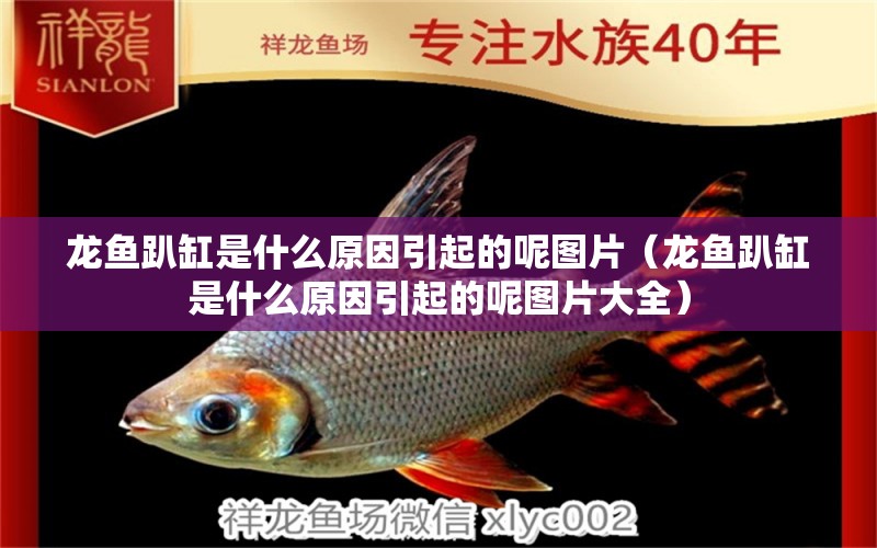 龍魚趴缸是什么原因引起的呢圖片（龍魚趴缸是什么原因引起的呢圖片大全） 廣州龍魚批發(fā)市場