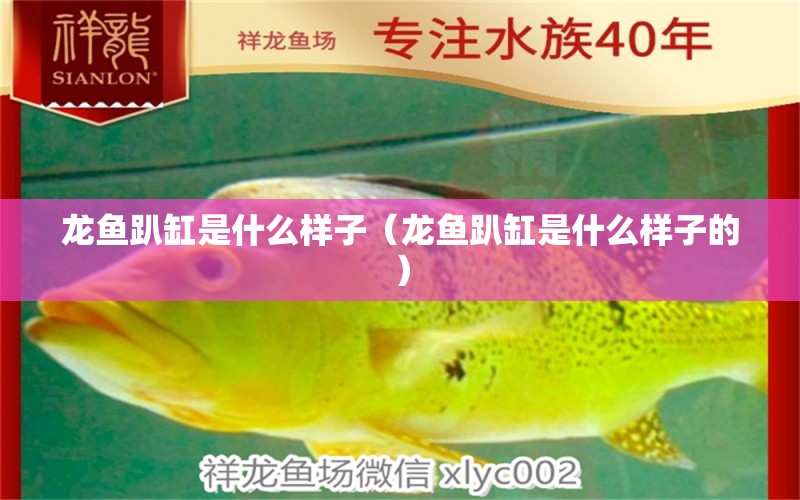 龍魚趴缸是什么樣子（龍魚趴缸是什么樣子的）