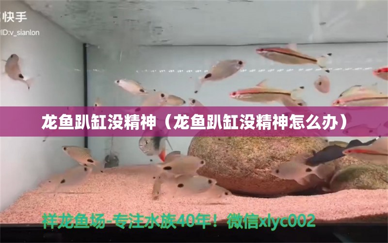 龍魚趴缸沒精神（龍魚趴缸沒精神怎么辦） 龍魚疾病與治療