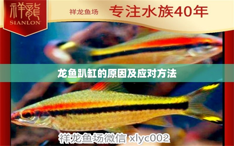 龍魚趴缸的原因及應(yīng)對(duì)方法 元寶鳳凰魚