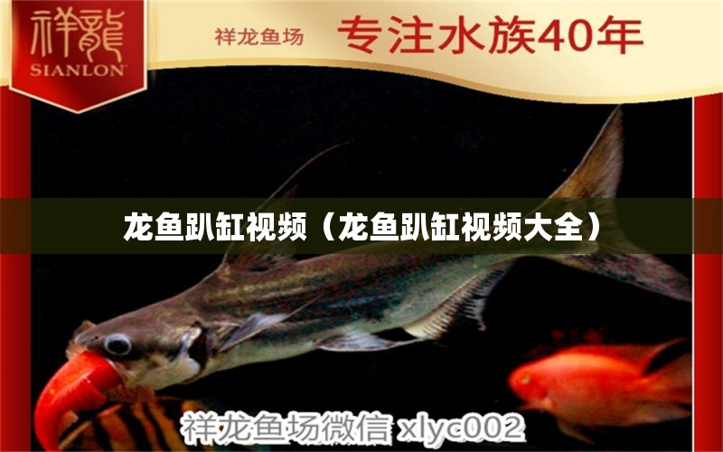 龍魚趴缸視頻（龍魚趴缸視頻大全） 廣州龍魚批發(fā)市場