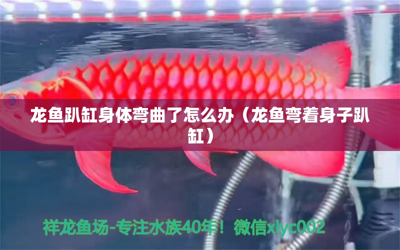 龍魚趴缸身體彎曲了怎么辦（龍魚彎著身子趴缸） 觀賞魚