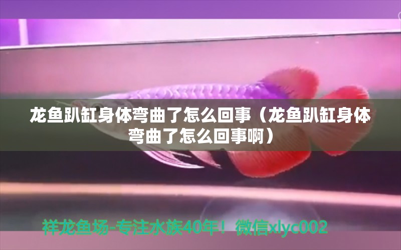 龍魚趴缸身體彎曲了怎么回事（龍魚趴缸身體彎曲了怎么回事?。? title=