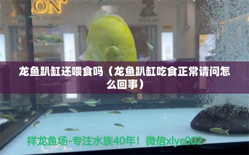 龍魚趴缸還喂食嗎（龍魚趴缸吃食正常請(qǐng)問怎么回事）