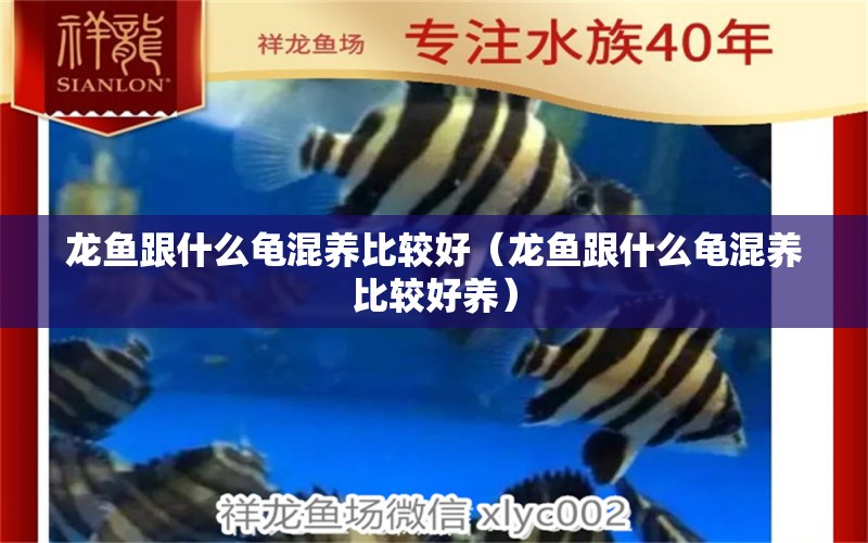 龍魚跟什么龜混養(yǎng)比較好（龍魚跟什么龜混養(yǎng)比較好養(yǎng)） 烏龜