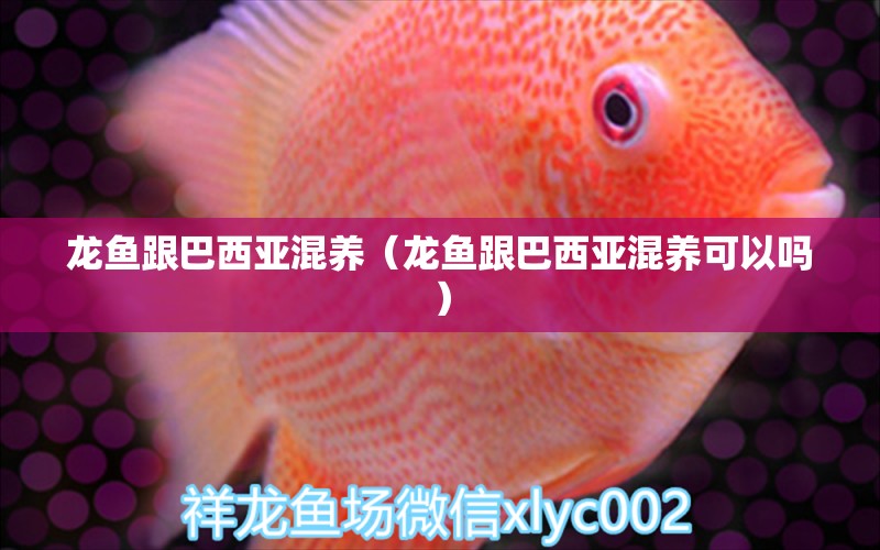 龍魚跟巴西亞混養(yǎng)（龍魚跟巴西亞混養(yǎng)可以嗎）