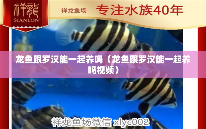 龍魚跟羅漢能一起養(yǎng)嗎（龍魚跟羅漢能一起養(yǎng)嗎視頻） 廣州龍魚批發(fā)市場