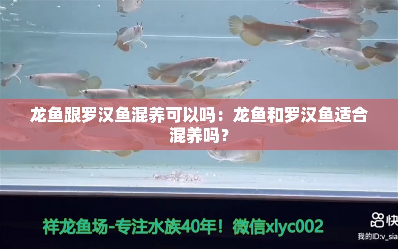 龍魚跟羅漢魚混養(yǎng)可以嗎：龍魚和羅漢魚適合混養(yǎng)嗎？