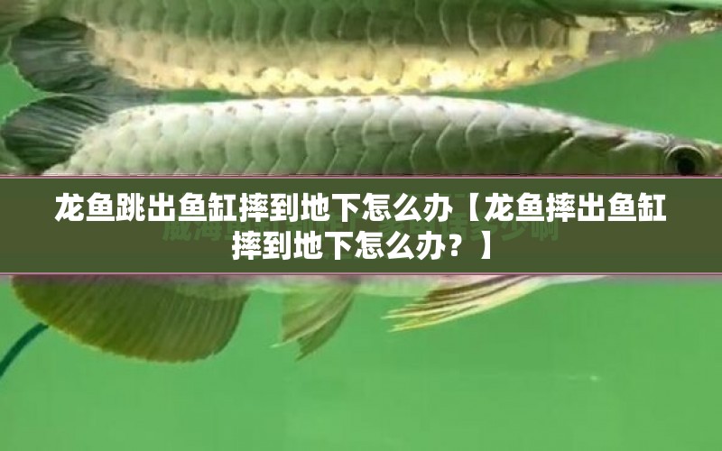 龍魚跳出魚缸摔到地下怎么辦【龍魚摔出魚缸摔到地下怎么辦？】 水族問答 第1張