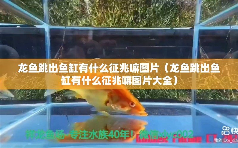 龍魚跳出魚缸有什么征兆嘛圖片（龍魚跳出魚缸有什么征兆嘛圖片大全） 廣州龍魚批發(fā)市場