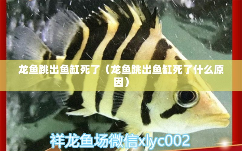 龍魚跳出魚缸死了（龍魚跳出魚缸死了什么原因） 廣州龍魚批發(fā)市場