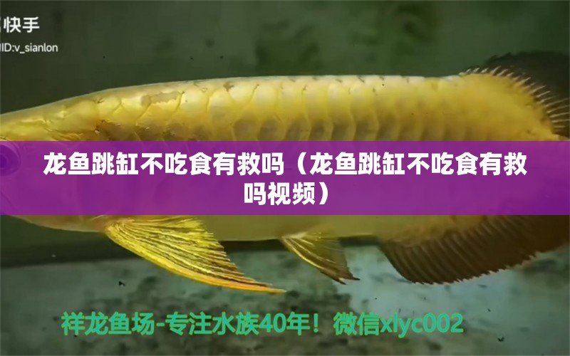 龍魚跳缸不吃食有救嗎（龍魚跳缸不吃食有救嗎視頻） 廣州龍魚批發(fā)市場