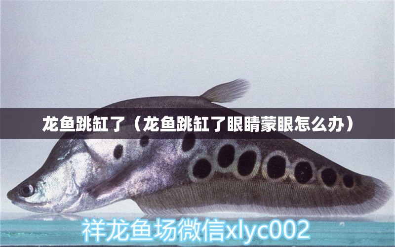 龍魚跳缸了（龍魚跳缸了眼睛蒙眼怎么辦） 觀賞魚