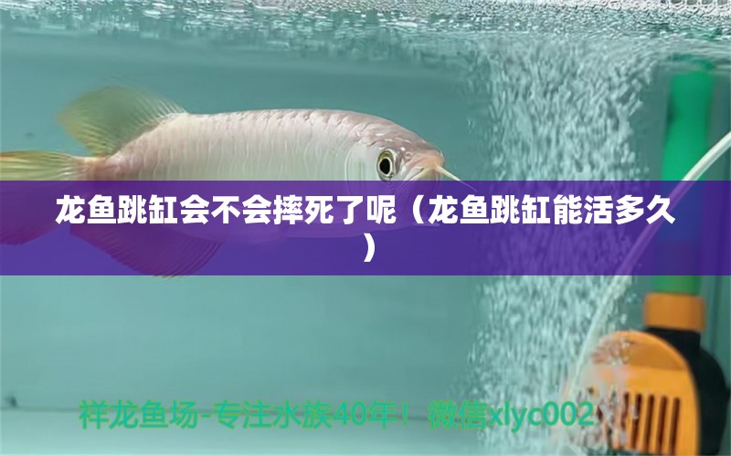 龍魚跳缸會(huì)不會(huì)摔死了呢（龍魚跳缸能活多久）