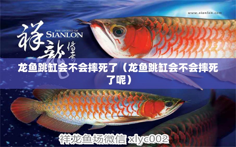 龍魚跳缸會不會摔死了（龍魚跳缸會不會摔死了呢） 廣州龍魚批發(fā)市場