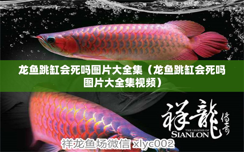 龍魚跳缸會(huì)死嗎圖片大全集（龍魚跳缸會(huì)死嗎圖片大全集視頻） 廣州龍魚批發(fā)市場(chǎng)