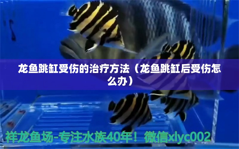 龍魚跳缸受傷的治療方法（龍魚跳缸后受傷怎么辦）