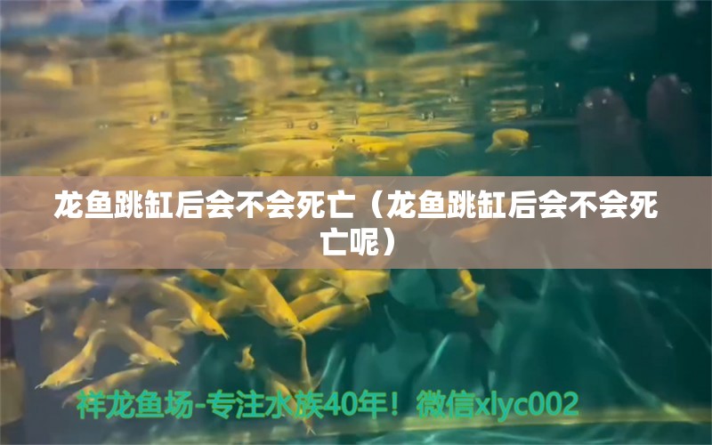 龍魚(yú)跳缸后會(huì)不會(huì)死亡（龍魚(yú)跳缸后會(huì)不會(huì)死亡呢）